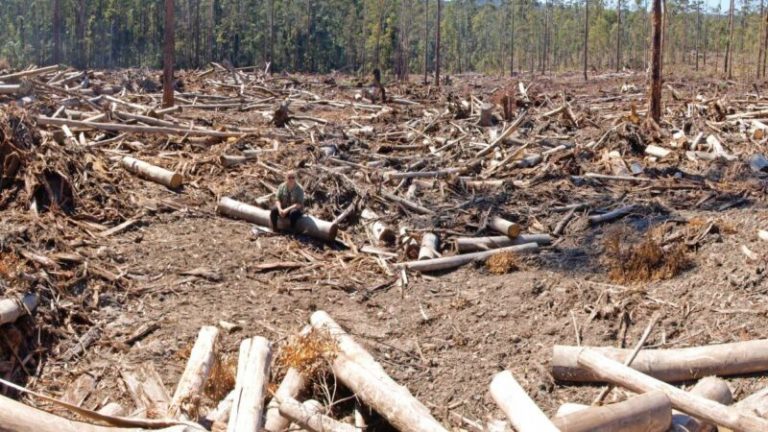“Complete habitat destruction” – scientists rally against NSW Forestry Corporation clear felling